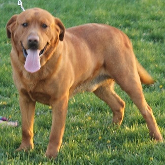 Moore's Fox Red Labs