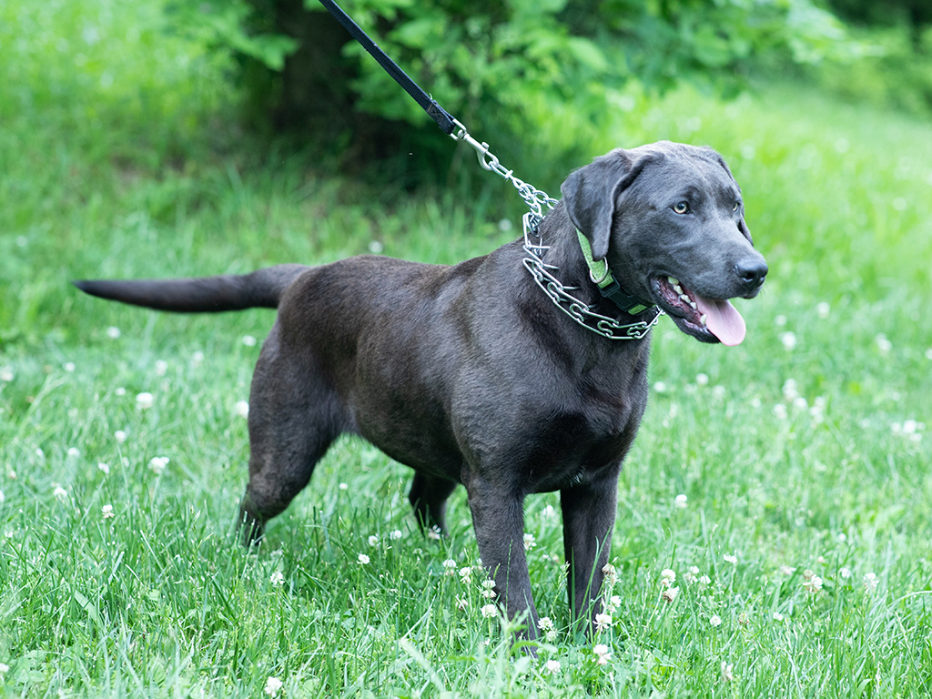 Moore's Fox Red Labs