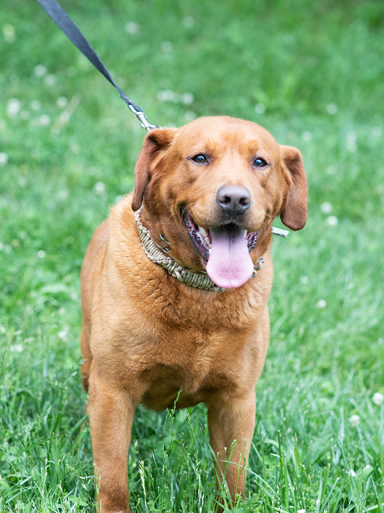 Moore's Fox Red Labs